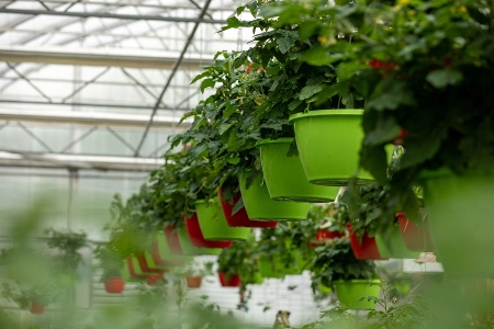 Centre jardin potager
